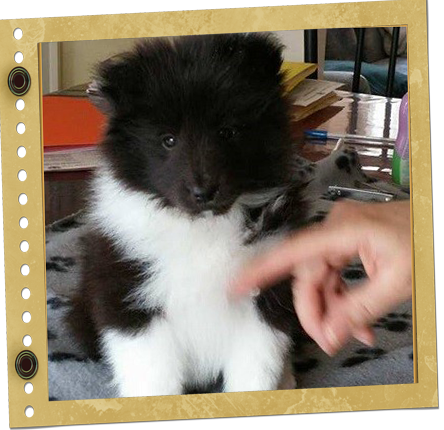 chiot Shetland