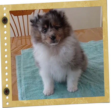 chiot Berger de Shetland