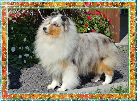 Berger de Shetland femelle Blues
