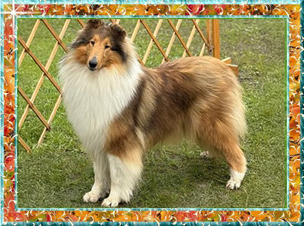 Colley B.P.I.S. GCh. Silverblu Melodaly Brooklyn