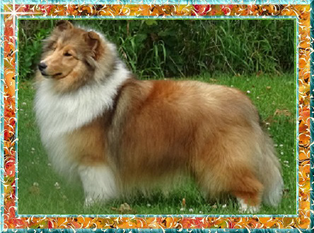 Berger de Shetland femelle Amber Championne