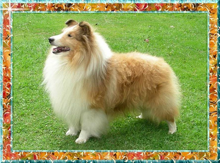 Berger de Shetland Gambler